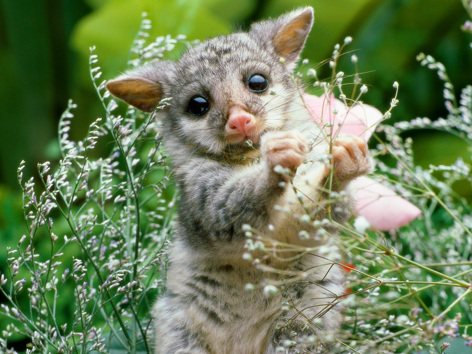 Brushtail Opossum HD+1600×900, UXGA 1600×1200 – HD Wallpapers Backgrounds Desktop, iphone & Android Free Download